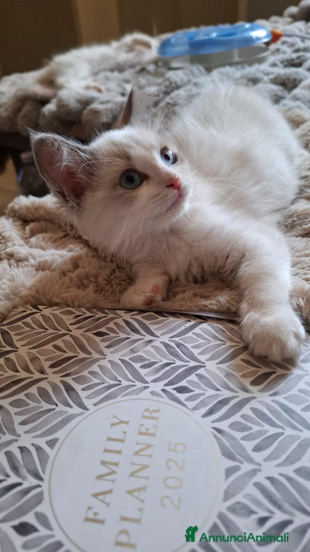 Ragdoll gatti in vendita: Ragdoll  con Pedigree .Pagamento anche a rate  a Province of Asti - Immagine 8