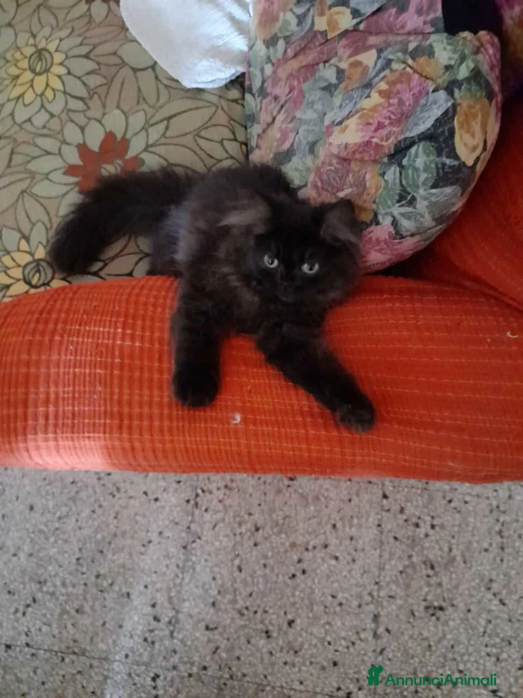 Persiano gatti in vendita: Gattini  - Annuncio 2