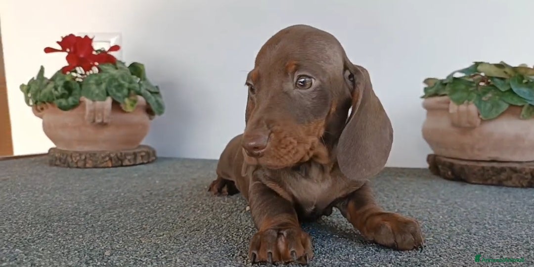 Bassotto cani Bassotto Pedigree con affisso - Annuncio 2