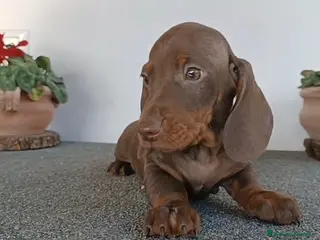 Bassotto cani Bassotto Pedigree con affisso - Annuncio 1