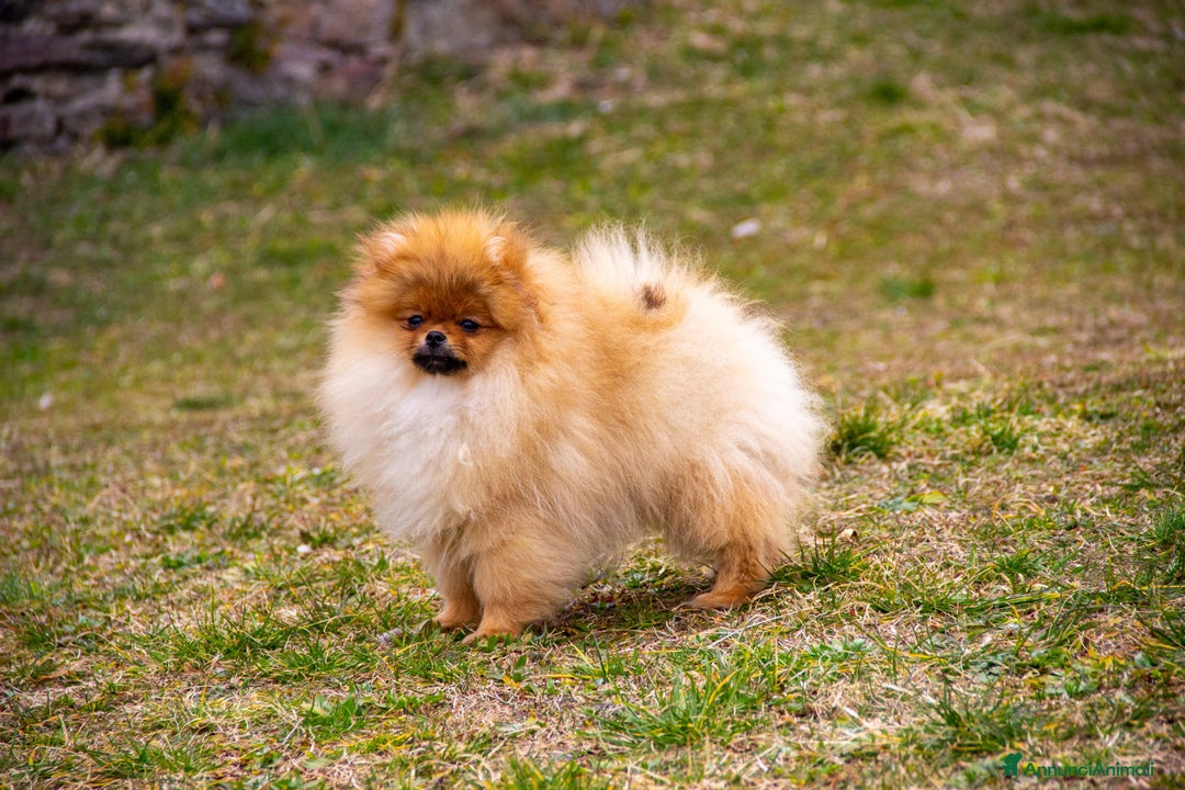 Spitz cani in vendita: Disponibile 1 Cucciolo di Spitz Pomerania a Provincia di Sondrio - Immagine 15