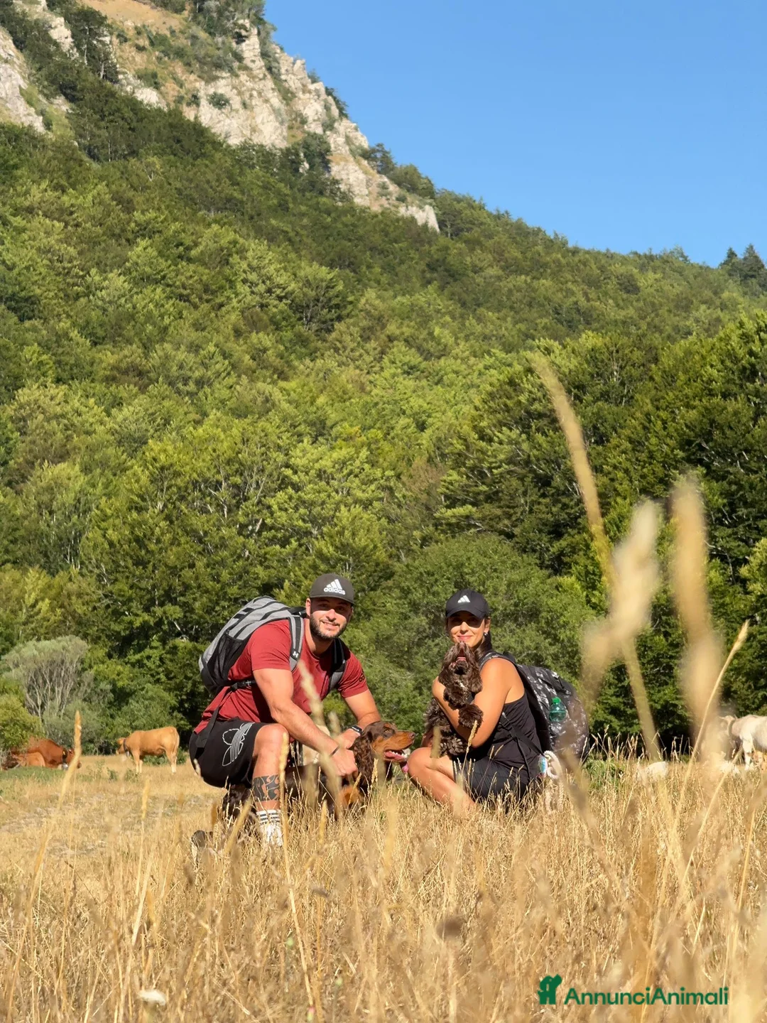 Cocker cani in vendita: Prenotazioni cuccioli di English Cocker Spaniel  a Provincia di Cosenza - Annuncio 2