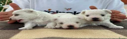 Maltese cani in vendita: Cuccioli di Maltese con pedigree ENCI - Annuncio 10