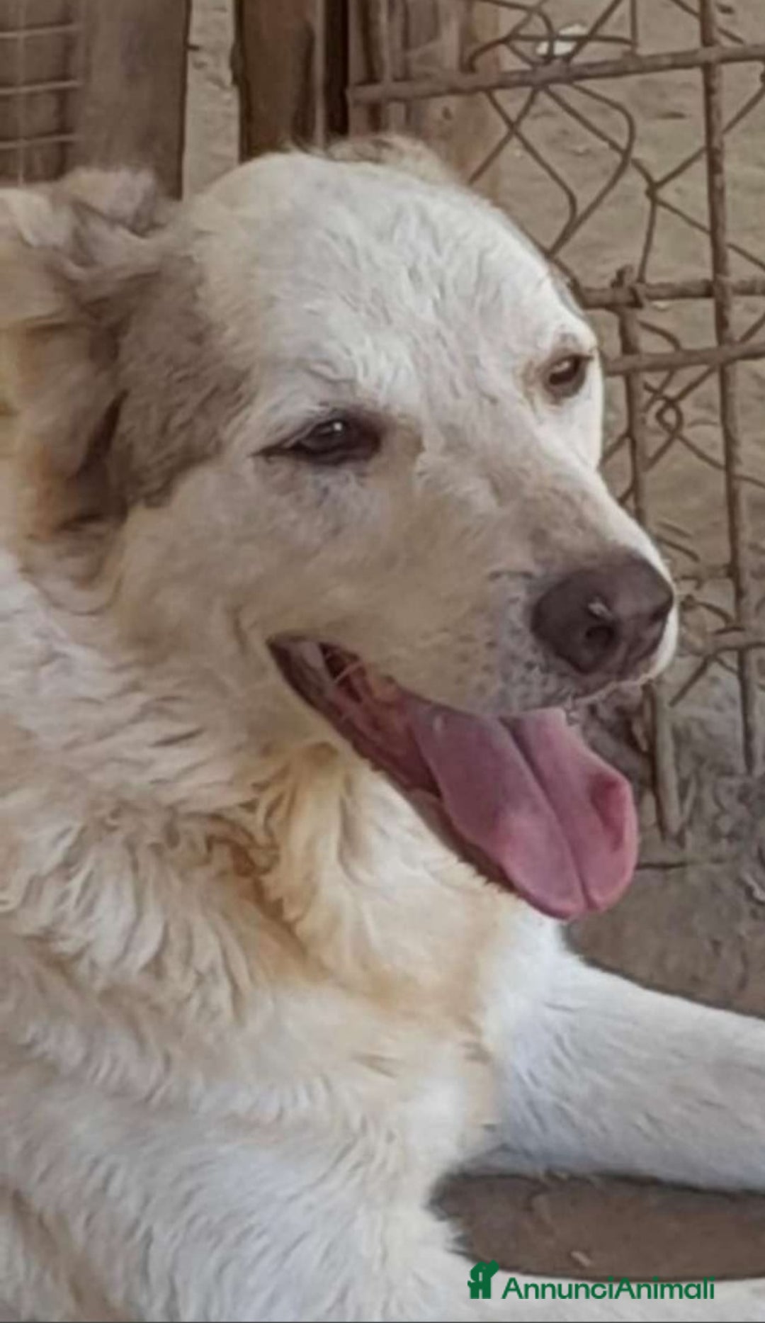 Meticcio cani in regalo: Basilio 3anni salvato 1anno fa da 1lager.LAZIO a Città metropolitana di Milano - Annuncio 1