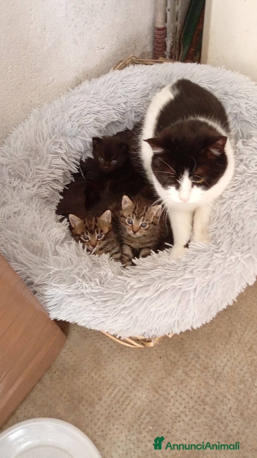 Europeo gatti Splendidi gattini  - Annuncio 1