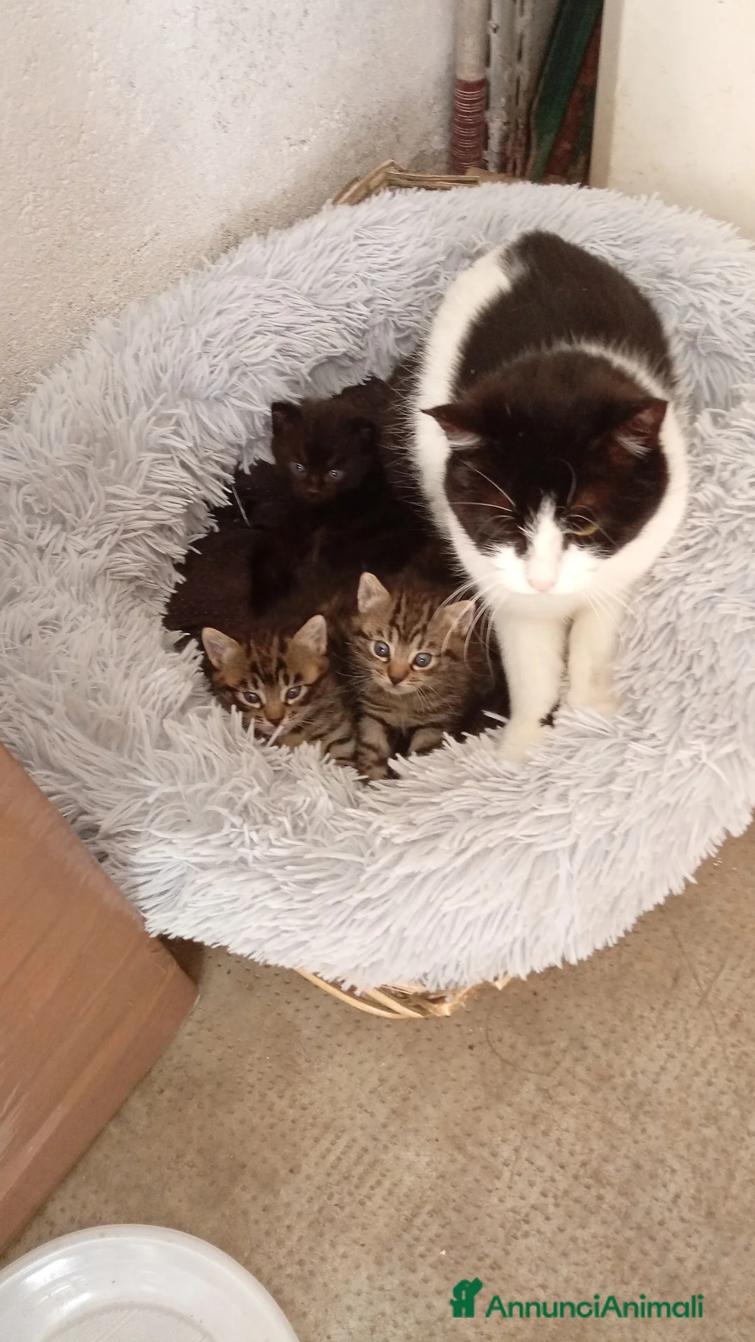 Europeo gatti in regalo: Splendidi gattini  - Annuncio 1
