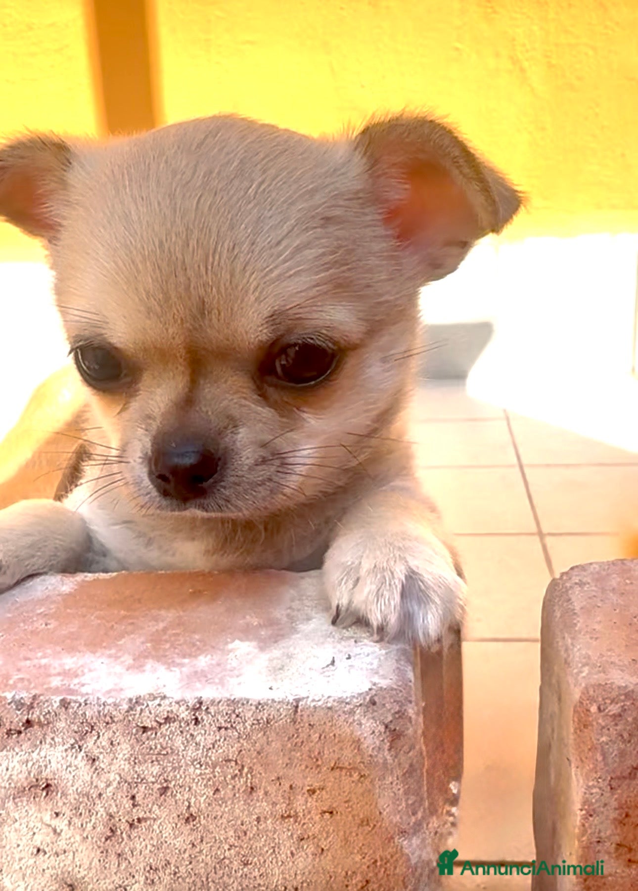Chihuahua cani Cucciola di chihuahua pelo corto pedigree ENCI  - Annuncio 5