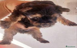 Yorkshire cani in vendita: Yorkschire  a Libero consorzio comunale di Agrigento - Immagine 1