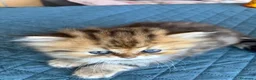 Persiano gatti in vendita: Gattini persiani chinchilla maschi  - Annuncio 22