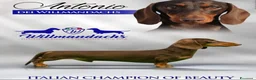 Bassotto cani in vendita: Bassotti tedeschi cuccioli  - Annuncio 1