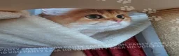 Scottish gatti in vendita: Cuccioli Scottish Straight - Annuncio 1