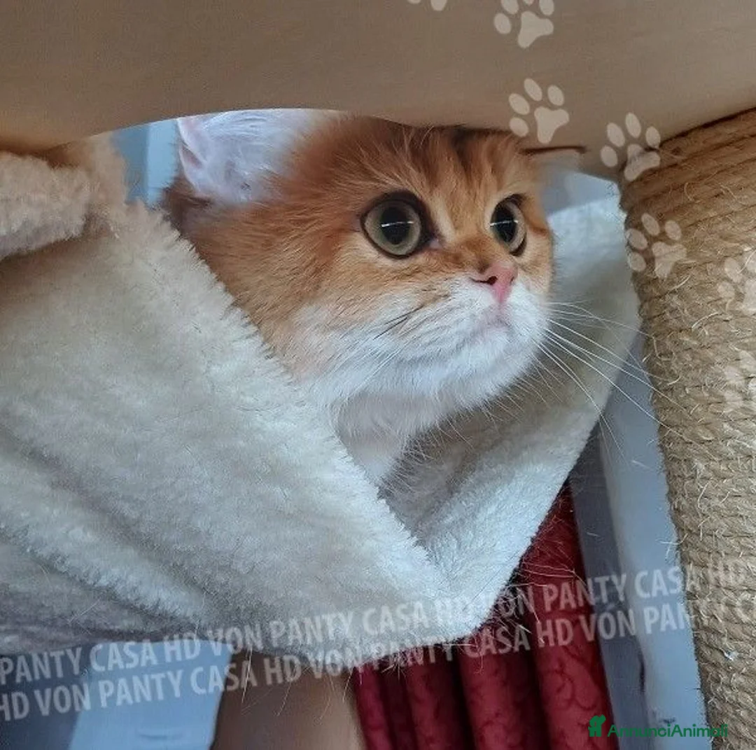 Scottish gatti in vendita: Cuccioli Scottish Straight - Annuncio 1