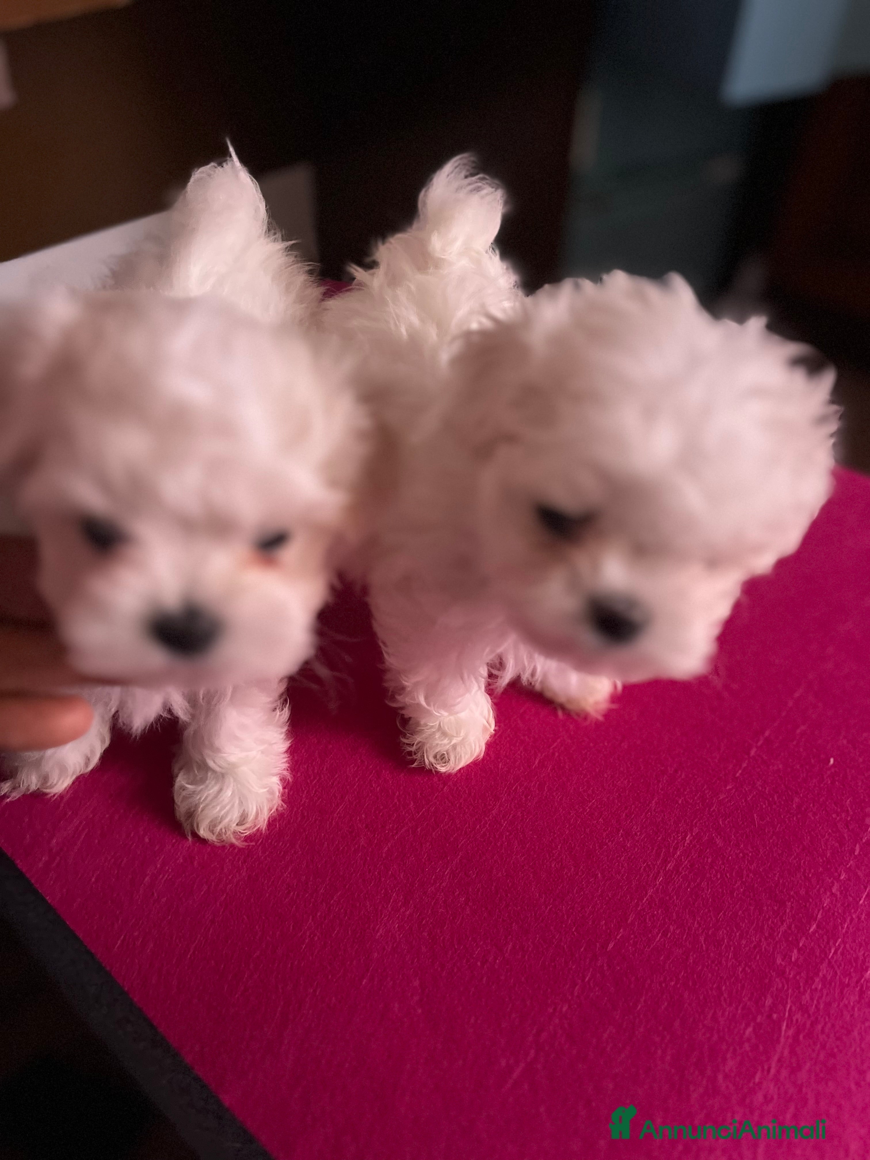 Maltese cani Maltese  - Annuncio 3