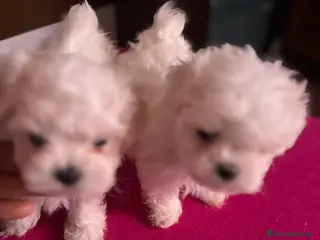 Maltese cani Maltese - Annuncio 3