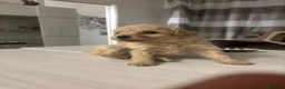 Barboncino cani in vendita: Barboncini.  - Annuncio 4