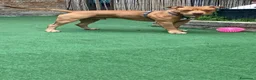 Pitbull cani in regalo: Cucciolo di American Pitbull UKC  - Annuncio 4