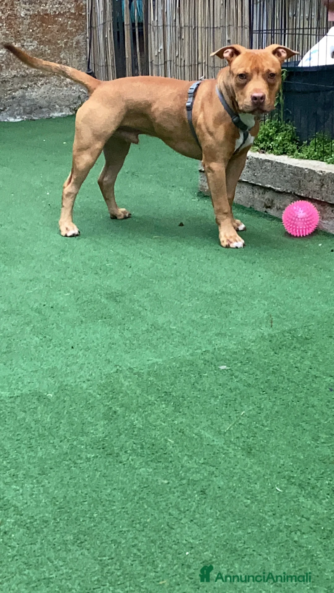 Pitbull cani in regalo: Cucciolo di American Pitbull UKC  - Annuncio 4