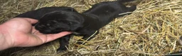 Cane Corso cani in vendita: Cuccioli neri di Cane Corso - Annuncio 5
