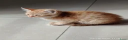 Meticcio gatti in regalo: Joy tutta vita  - Annuncio 3