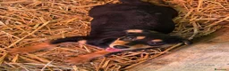 Meticcio cani in regalo: FELIX, il più simpatico del rifugio! TG PICCOLA - Annuncio 6