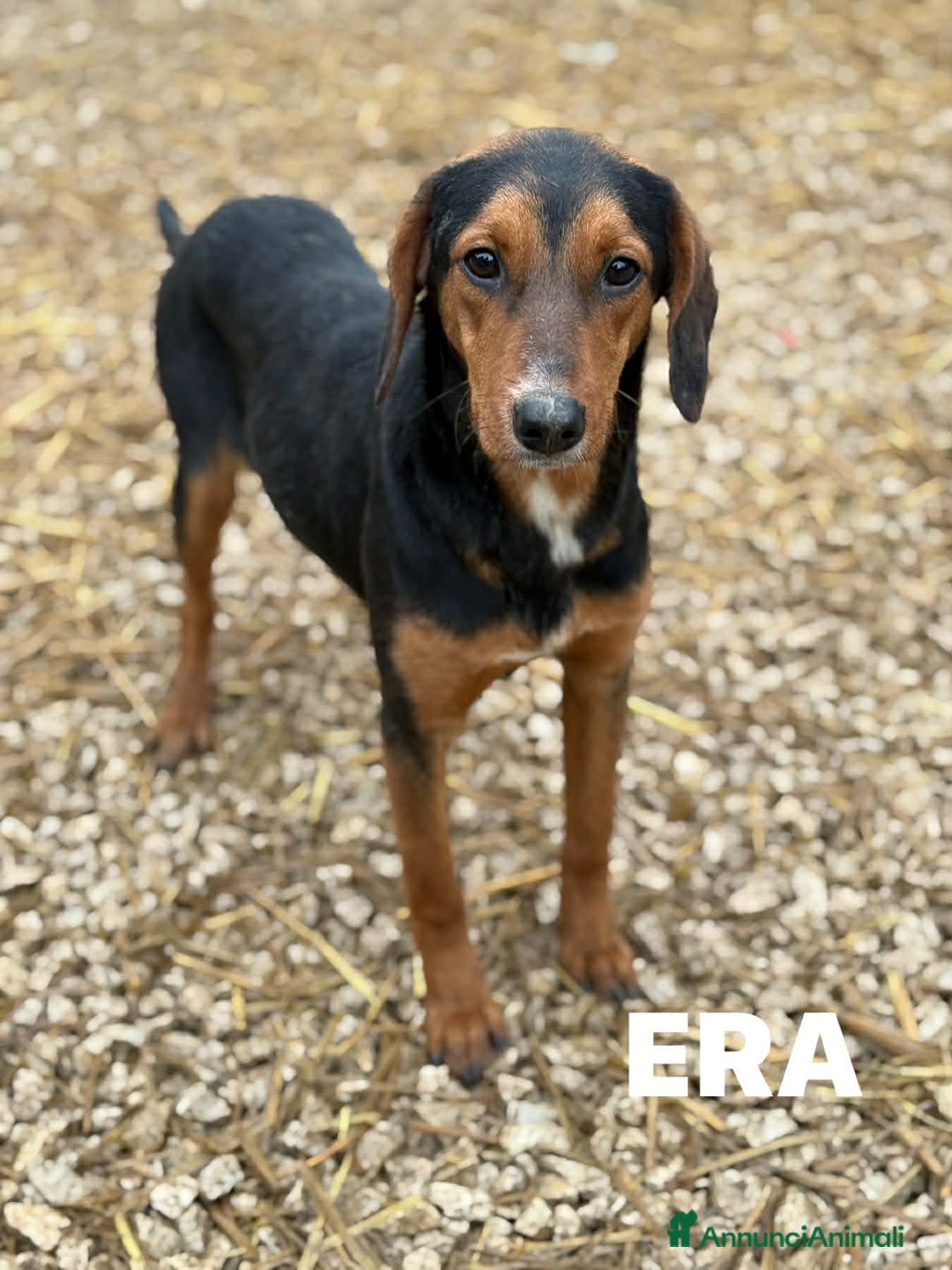 Meticcio cani in regalo: ERA, cucciolona tanto coccolona! Cerca famiglia - Annuncio 3