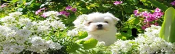 Maltese cani in vendita: Maltese Disponibile trequartidiluna - Annuncio 3