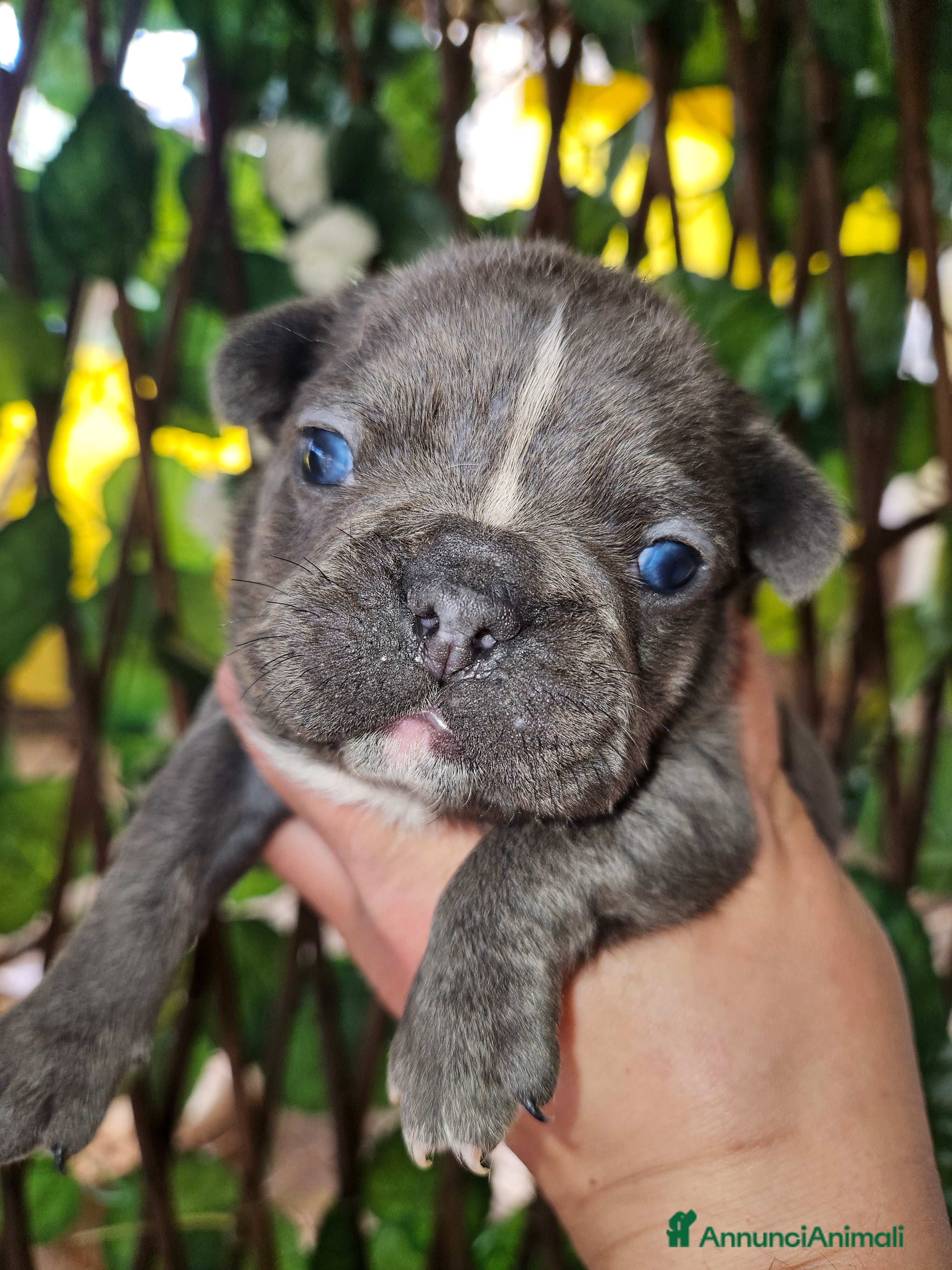 Bulldog Francese cani Bulldog francese blu - Annuncio 1