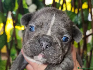 Bulldog Francese cani Bulldog francese blu - Annuncio 1