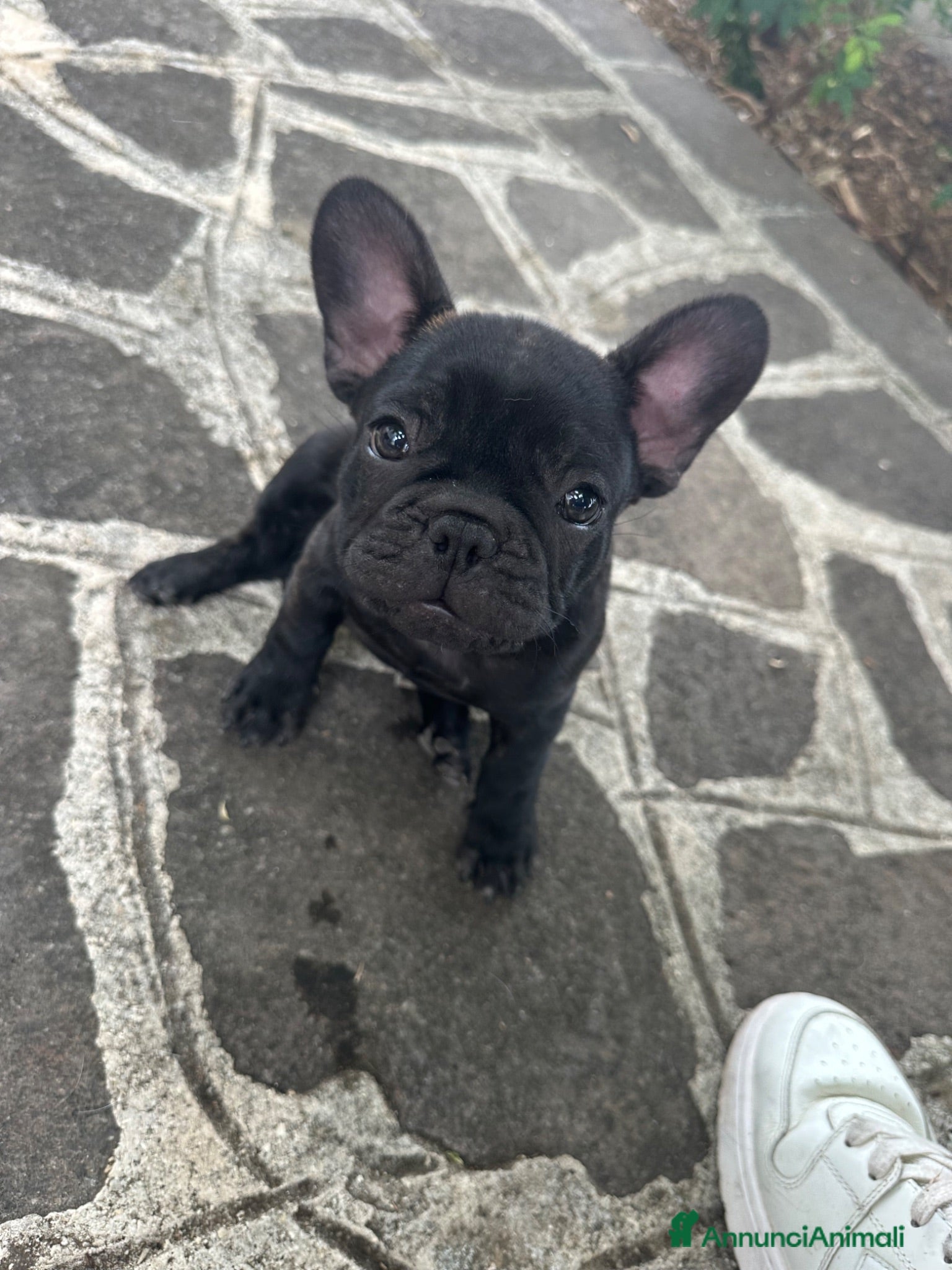 Bulldog Francese cani bulldog francese  - Annuncio 4
