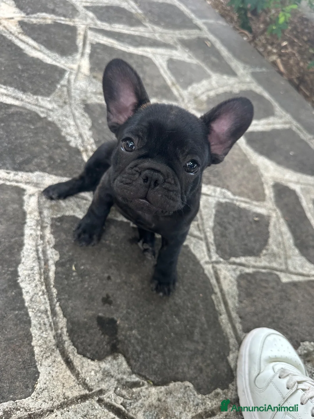 Bulldog Francese cani in vendita: bulldog francese  - Annuncio 1