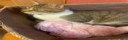 Meticcio gatti in regalo: 2 anni scarsi, dolce come lo zucchero  - Annuncio 8