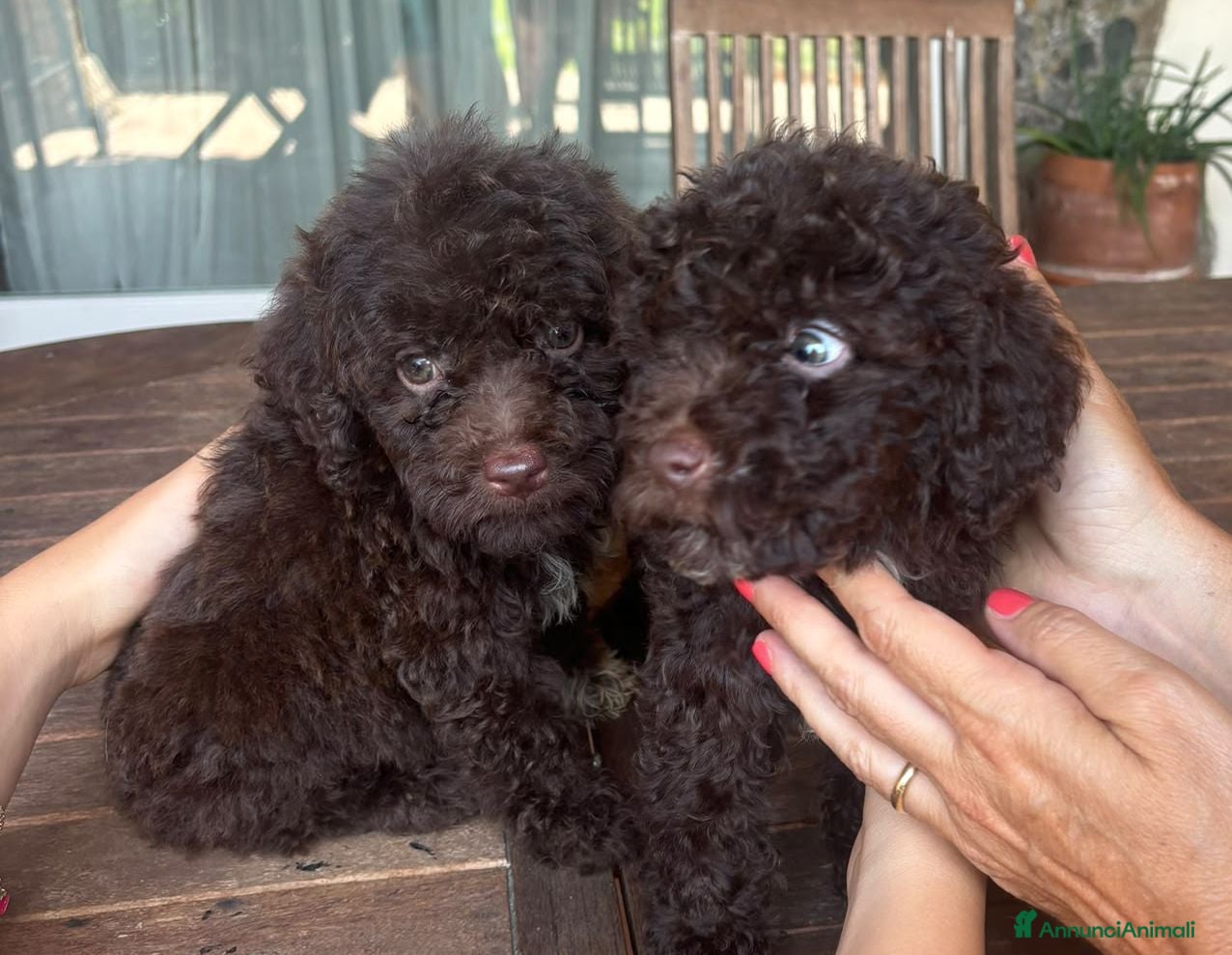 Lagotto cani Cuccioli di Lagotto taglia piccola con Pedigree - Annuncio 12
