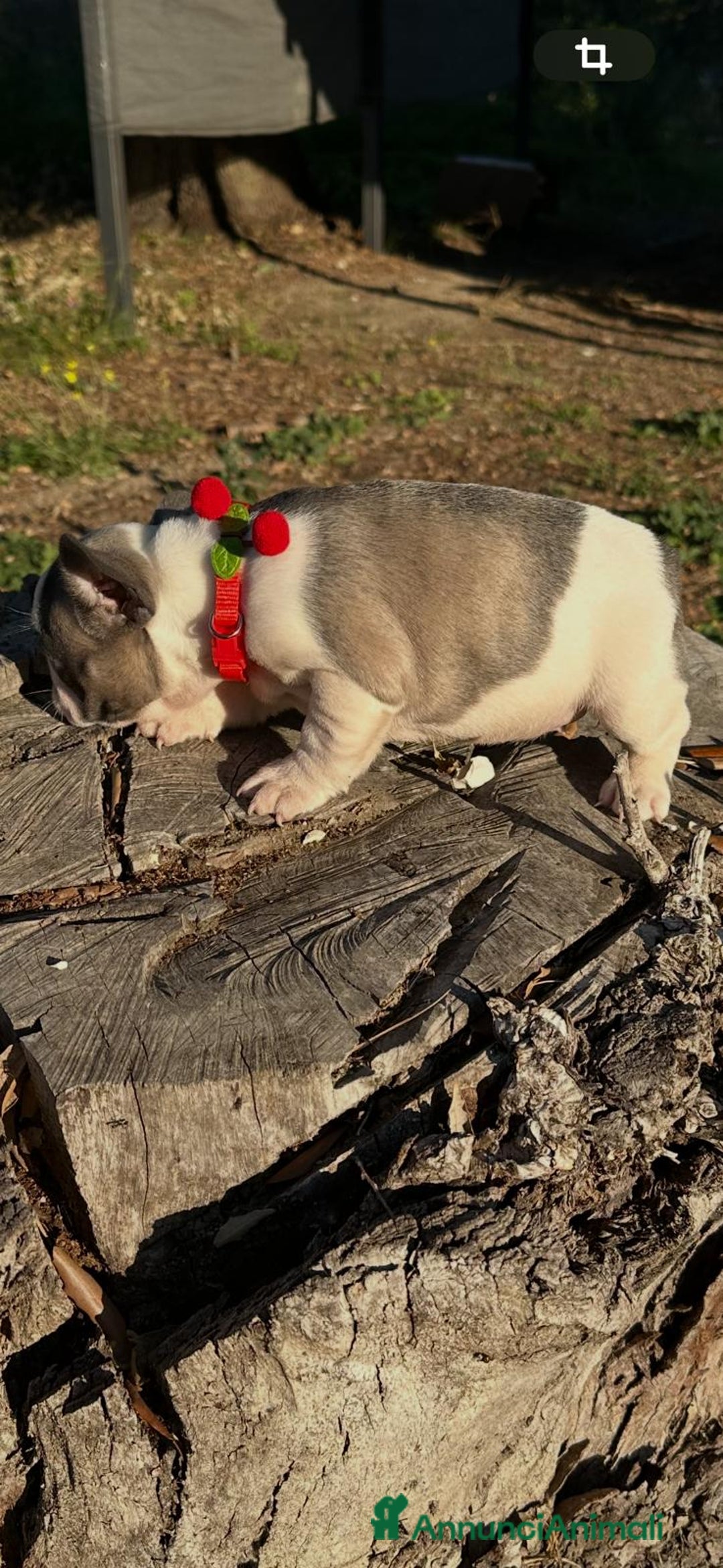 Bulldog Francese cani in vendita: Bulldog francese femmina  - Annuncio 4