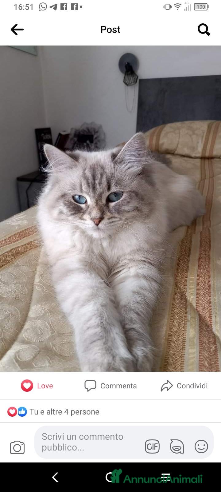 Siberiano gatti Siberiani Neva con pedigree anche libero  - Annuncio 3