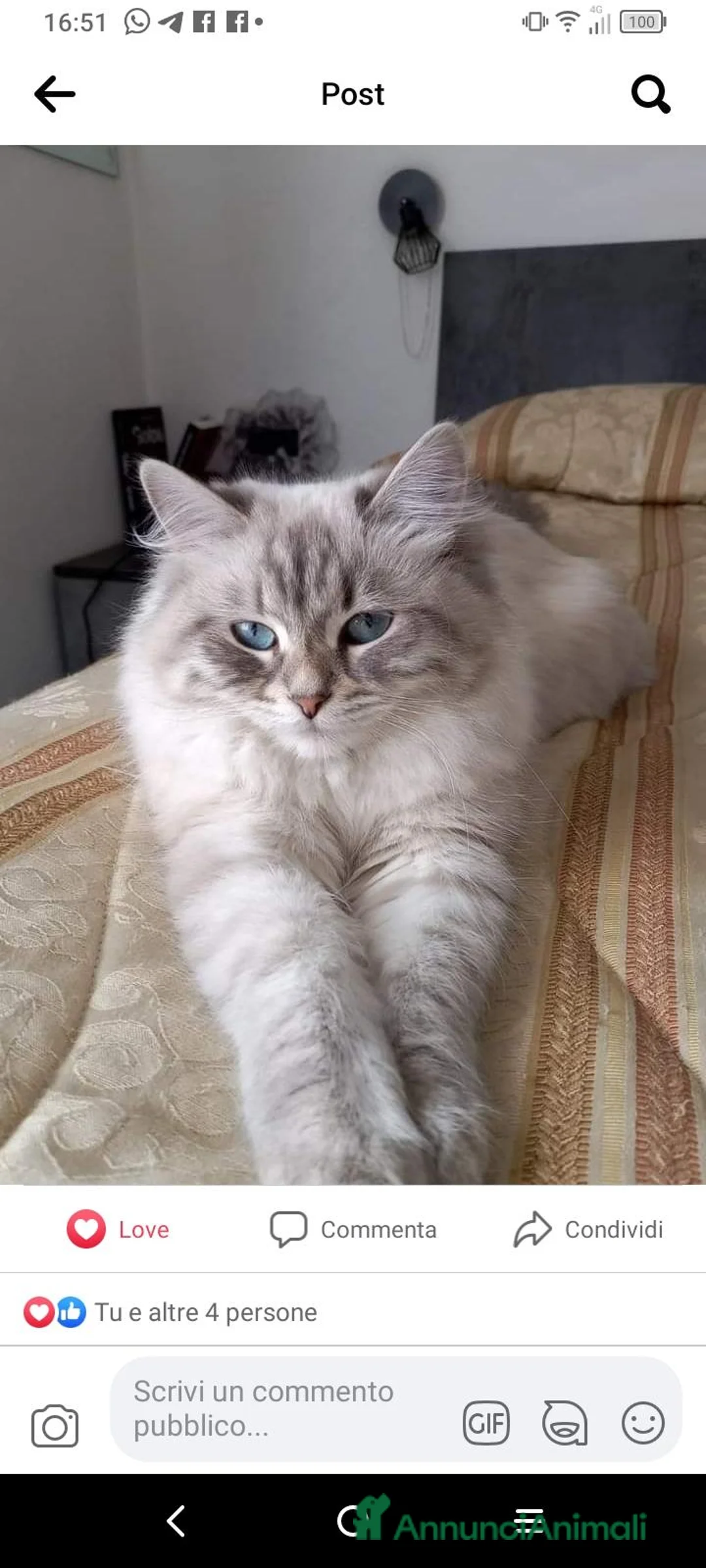 Siberiano gatti in vendita: Siberiani Neva con pedigree anche libero  - Annuncio 1
