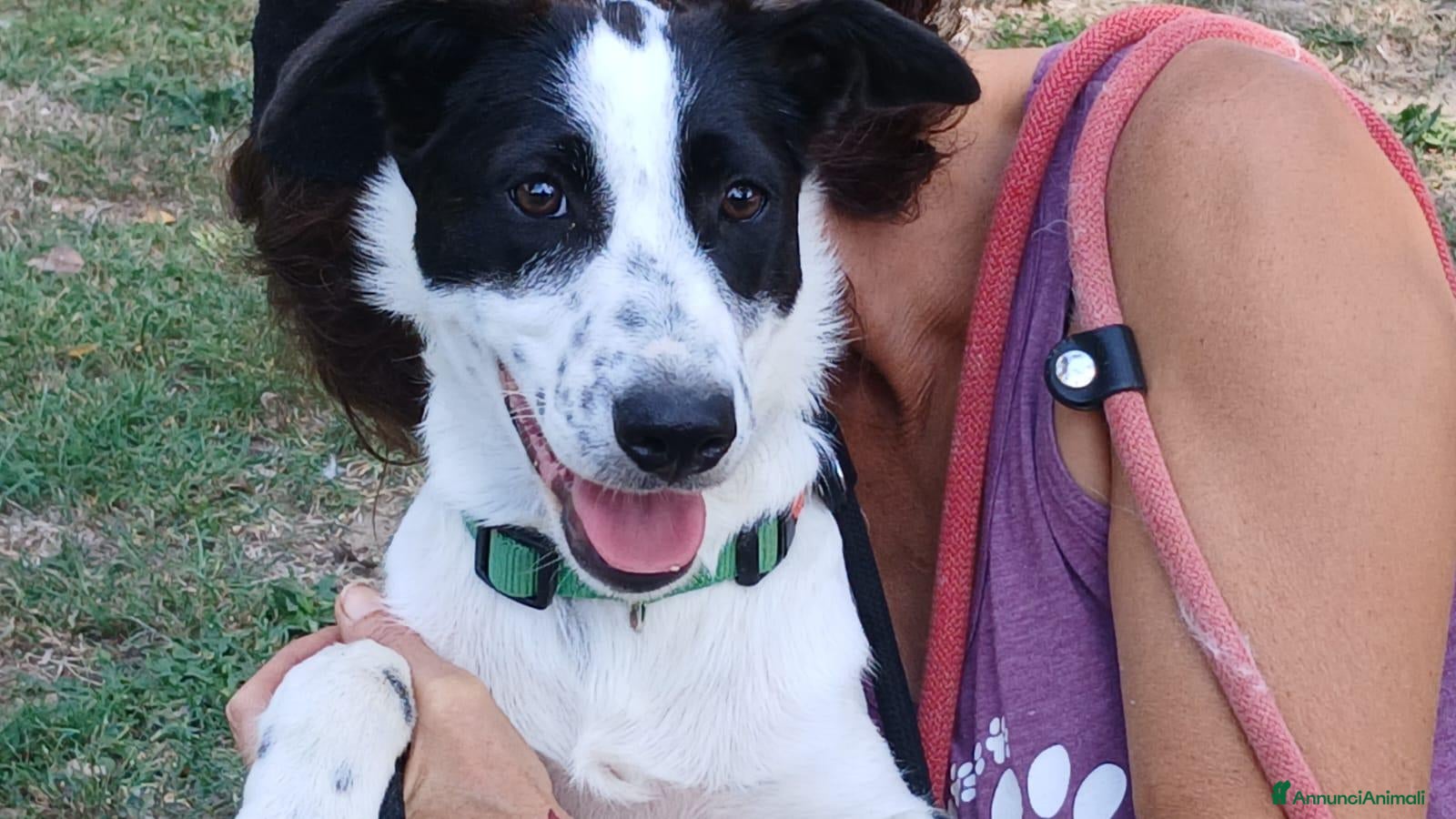 Meticcio cani BELINDA E' RIMASTA SOLA, HA BISOGNO DI TE - Annuncio 30