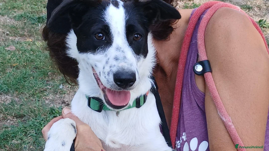 Meticcio cani in regalo: BELINDA E' RIMASTA SOLA, HA BISOGNO DI TE - Annuncio 1