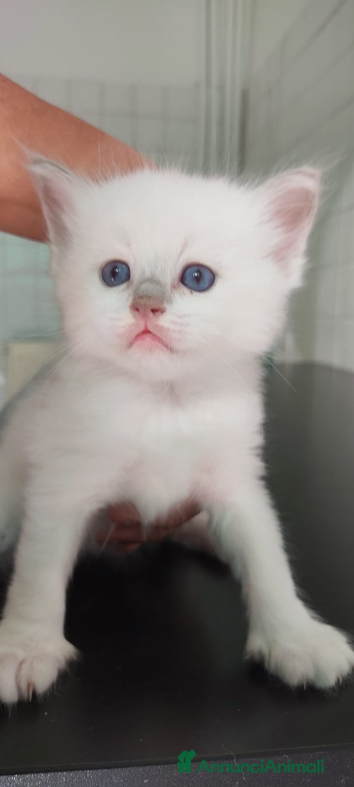 Ragdoll gatti Gatto ragdoll di 3 messi - Annuncio 17