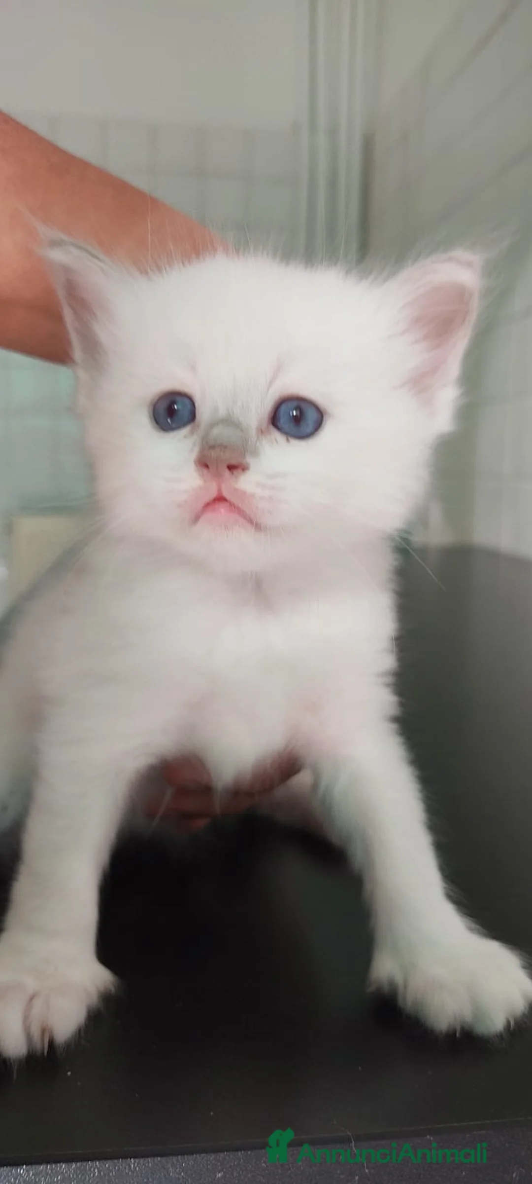 Ragdoll gatti in vendita: Gatto ragdoll di 3 messi - Annuncio 1