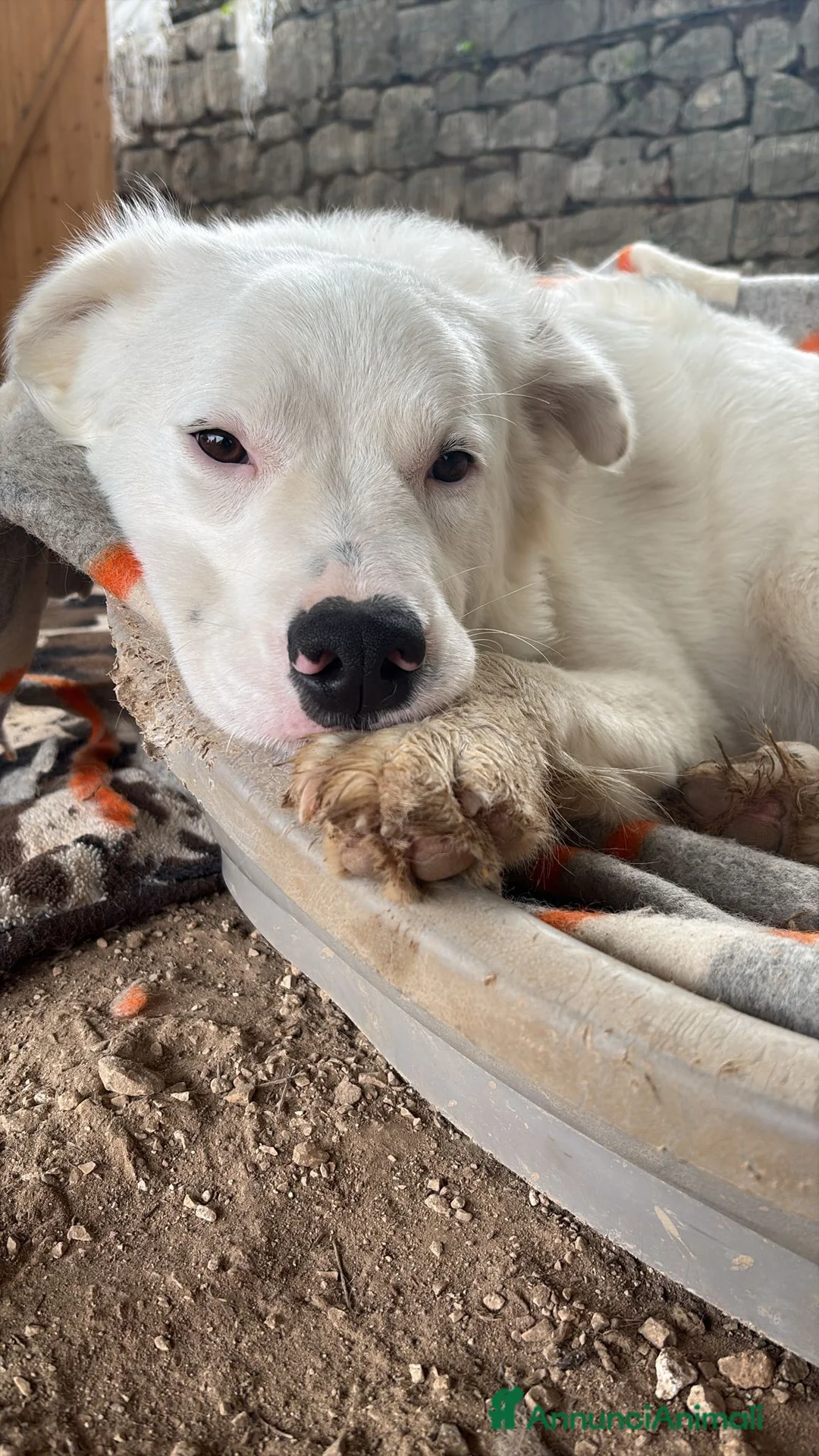 Meticcio cani in regalo: Cucciolone Affettuoso Tenerone e Supercoccolone a Città Metropolitana di Bologna - Annuncio 1