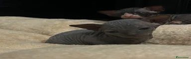 Sphynx 5