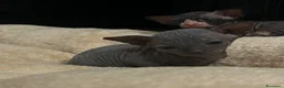 Sphynx gatti in vendita: Prenotazione cuccioli di Sphynx con pedigree  - Annuncio 6