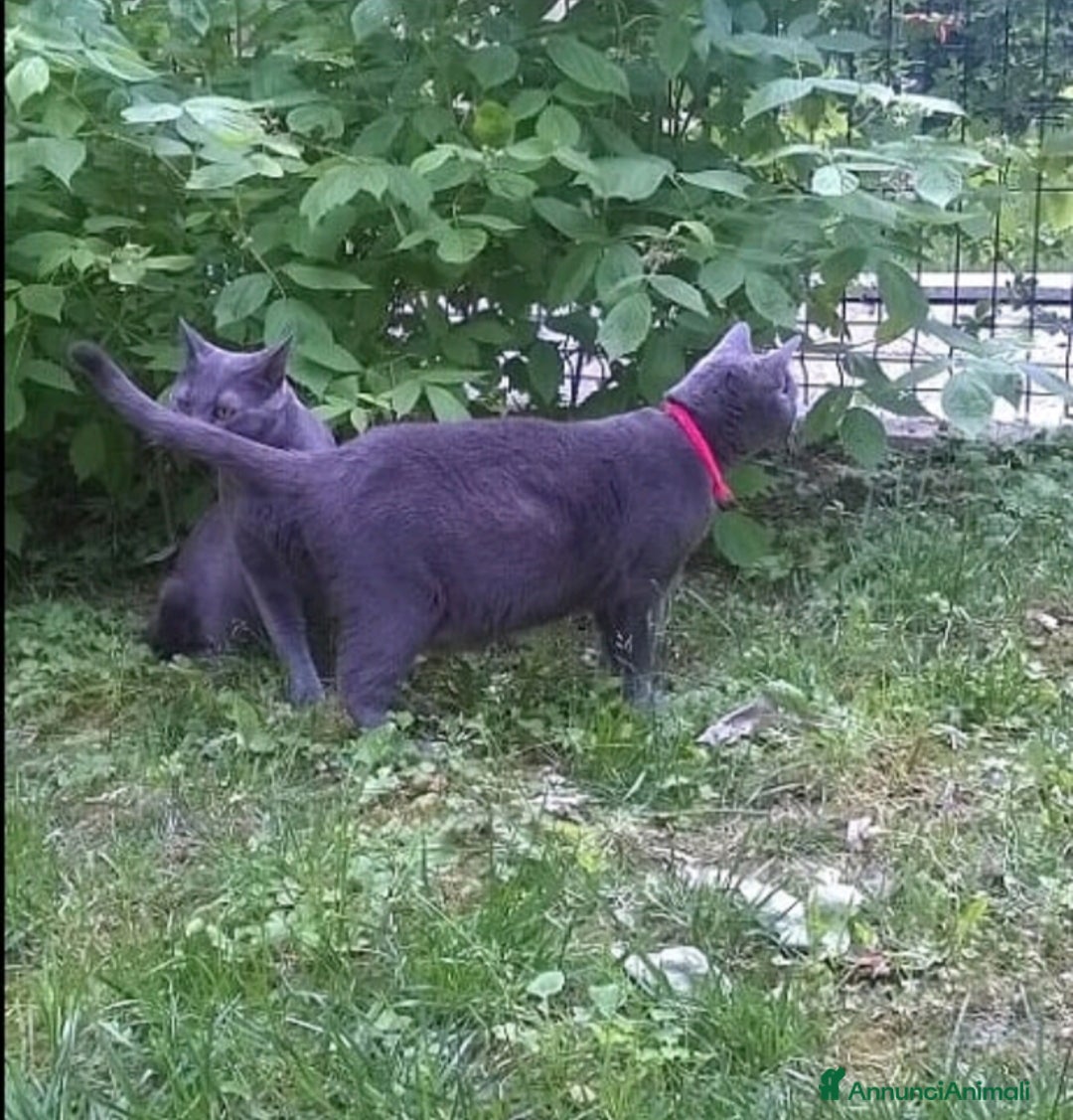 Certosino gatti in vendita: Cuccioli di CERTOSINO PURISSIMI a Metropolitan City of Milan - Immagine 14