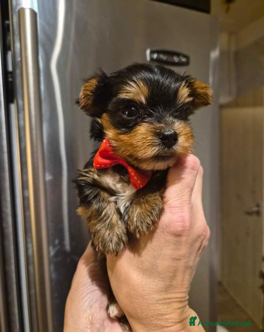 Yorkshire cani in vendita: Bellissimi cuccioli di Yorkshire miniatura da 300g - Annuncio 5