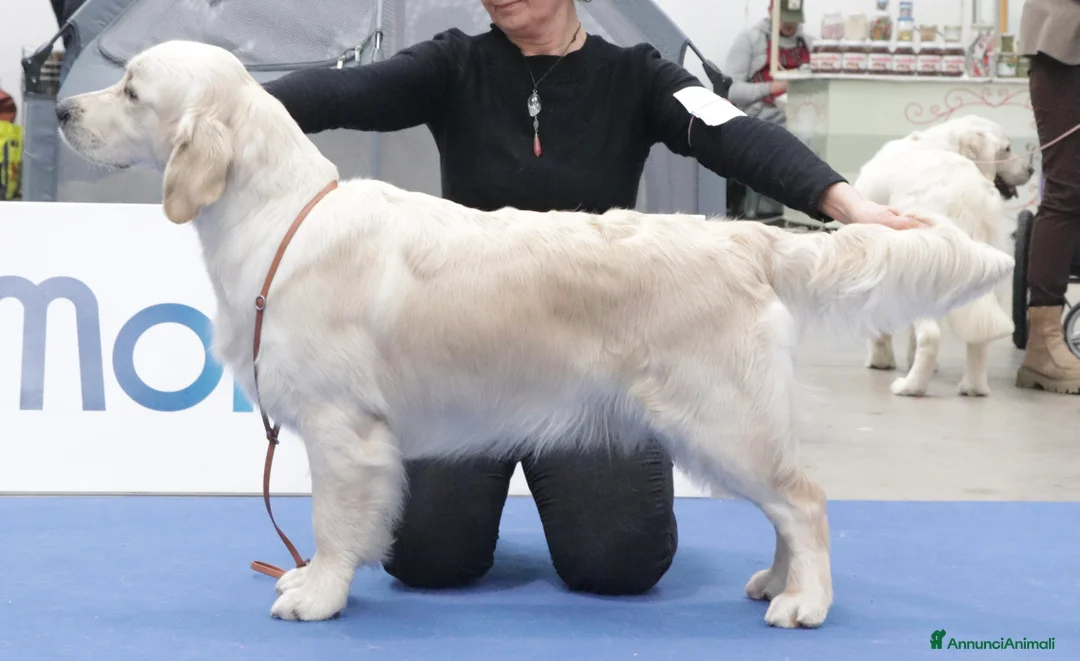 Immagine della galleria {{count}}