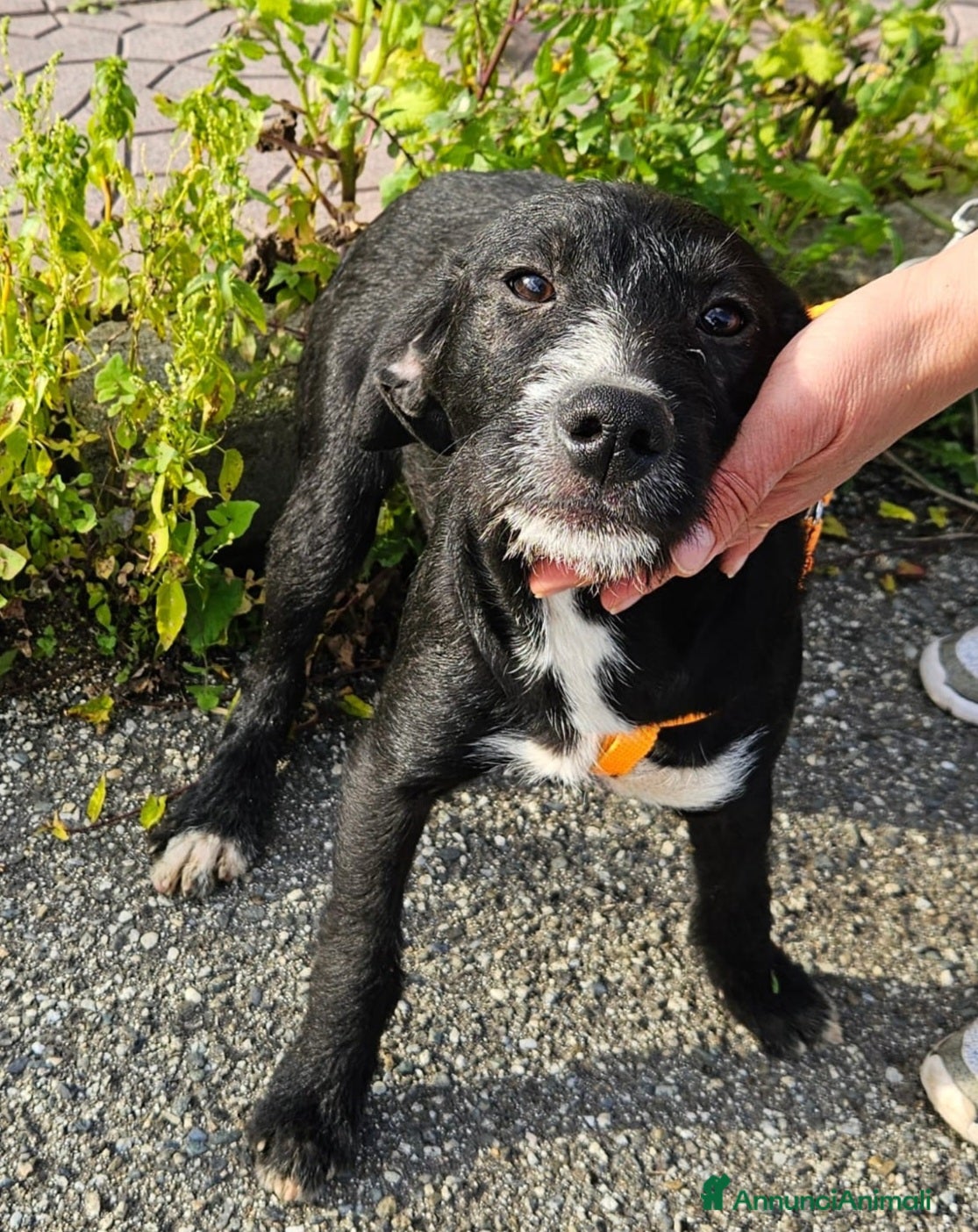 Meticcio cani LUNA ASPETTA UNA MAMMA  - Annuncio 1