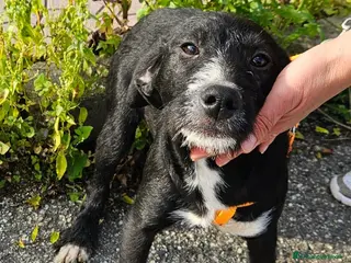 Meticcio cani in regalo: LUNA ASPETTA UNA MAMMA - Annuncio 3