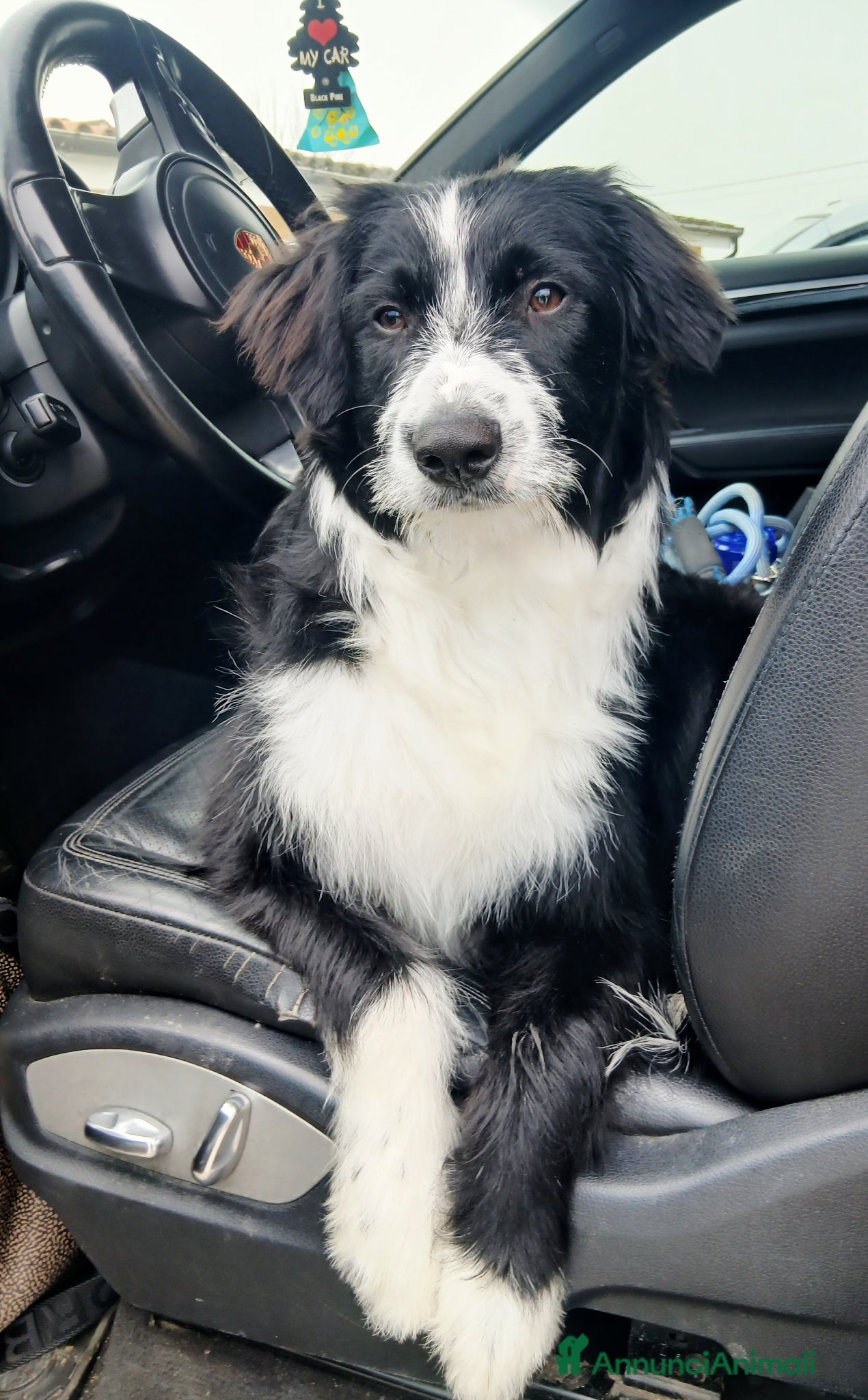 Meticcio cani In regalo  - Annuncio 3