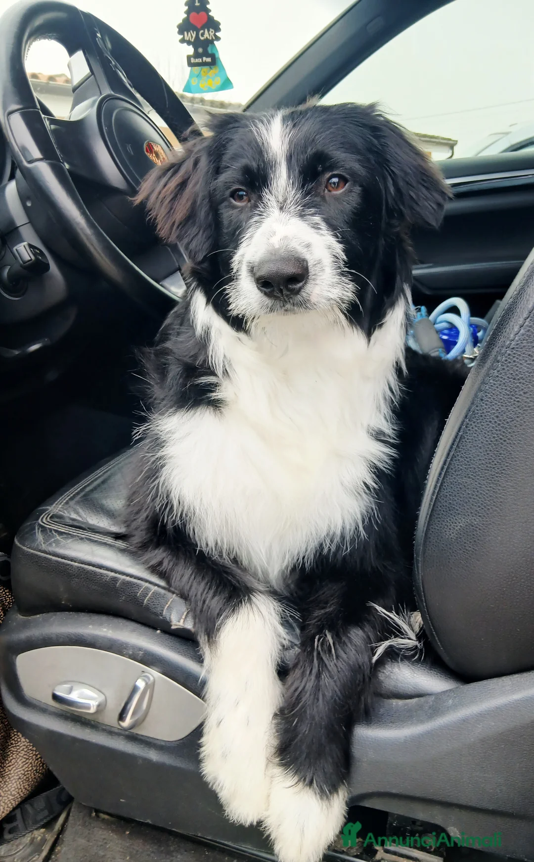 Meticcio cani in regalo: In regalo  a Provincia di Modena - Annuncio 1