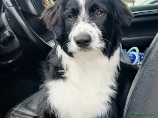 Meticcio cani In regalo - Annuncio 3